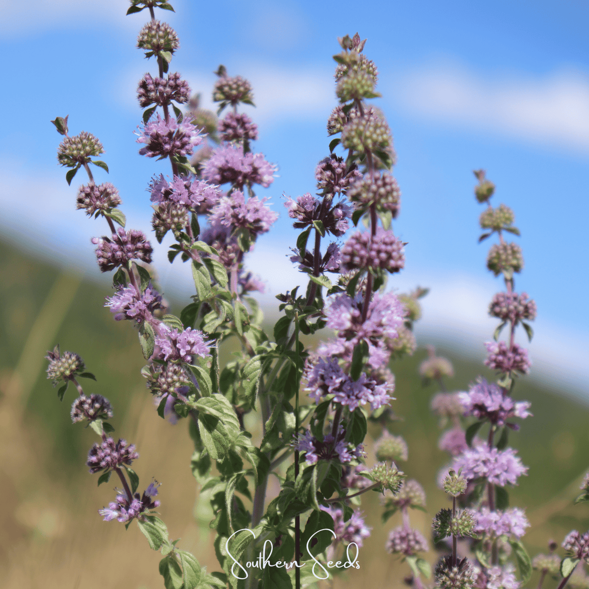 Pennyroyal – 100 Seeds