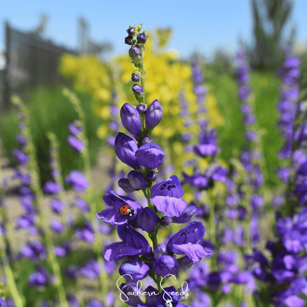 Rocky Mountain Penstemon – 100 Seeds