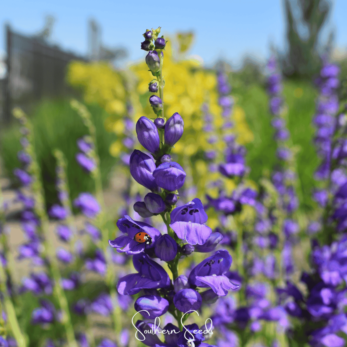 Rocky Mountain Penstemon – 100 Seeds
