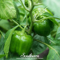 Cal Wonder Sweet Bell Pepper – 30 Seeds