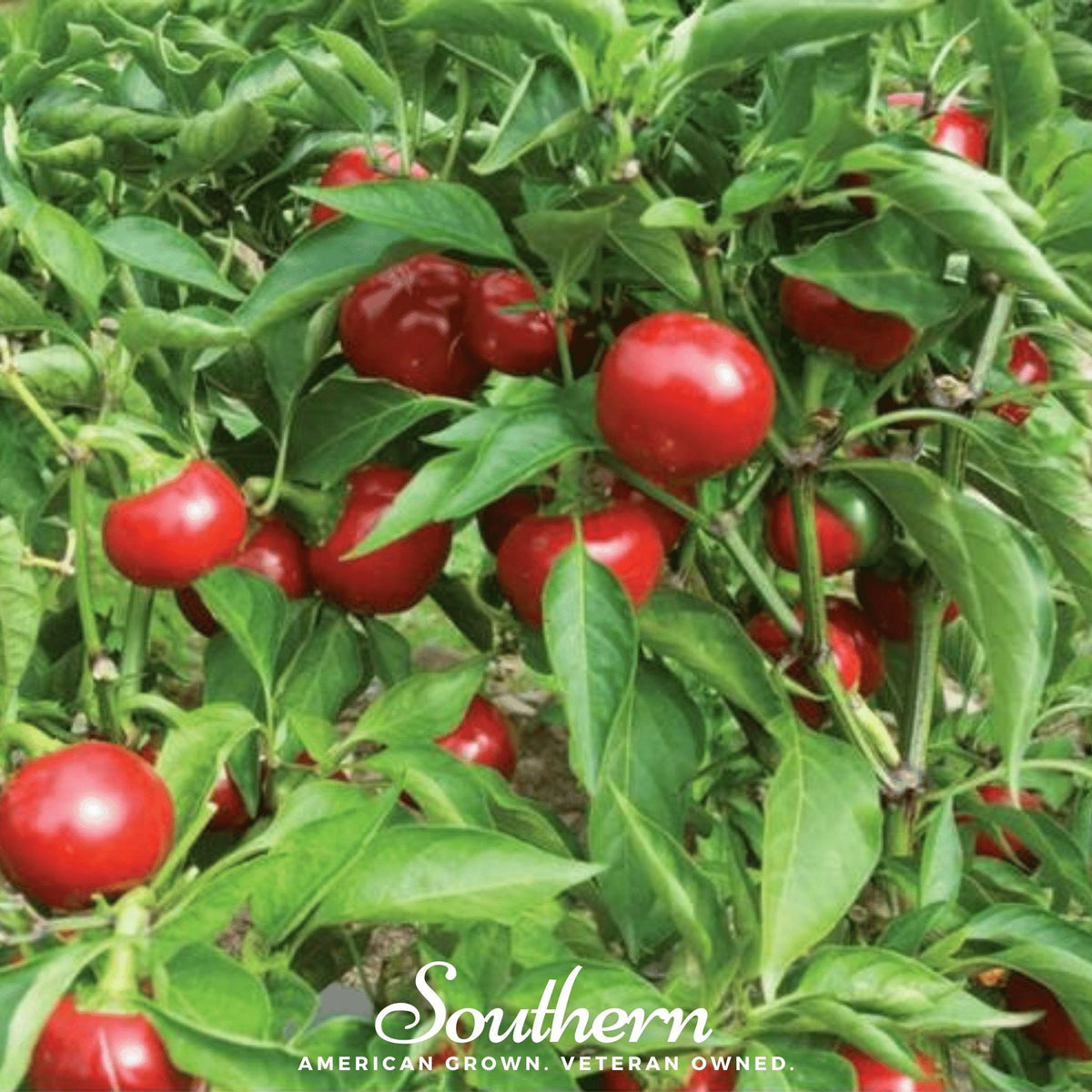 Red Hot Cherry Pepper – 25 Seeds