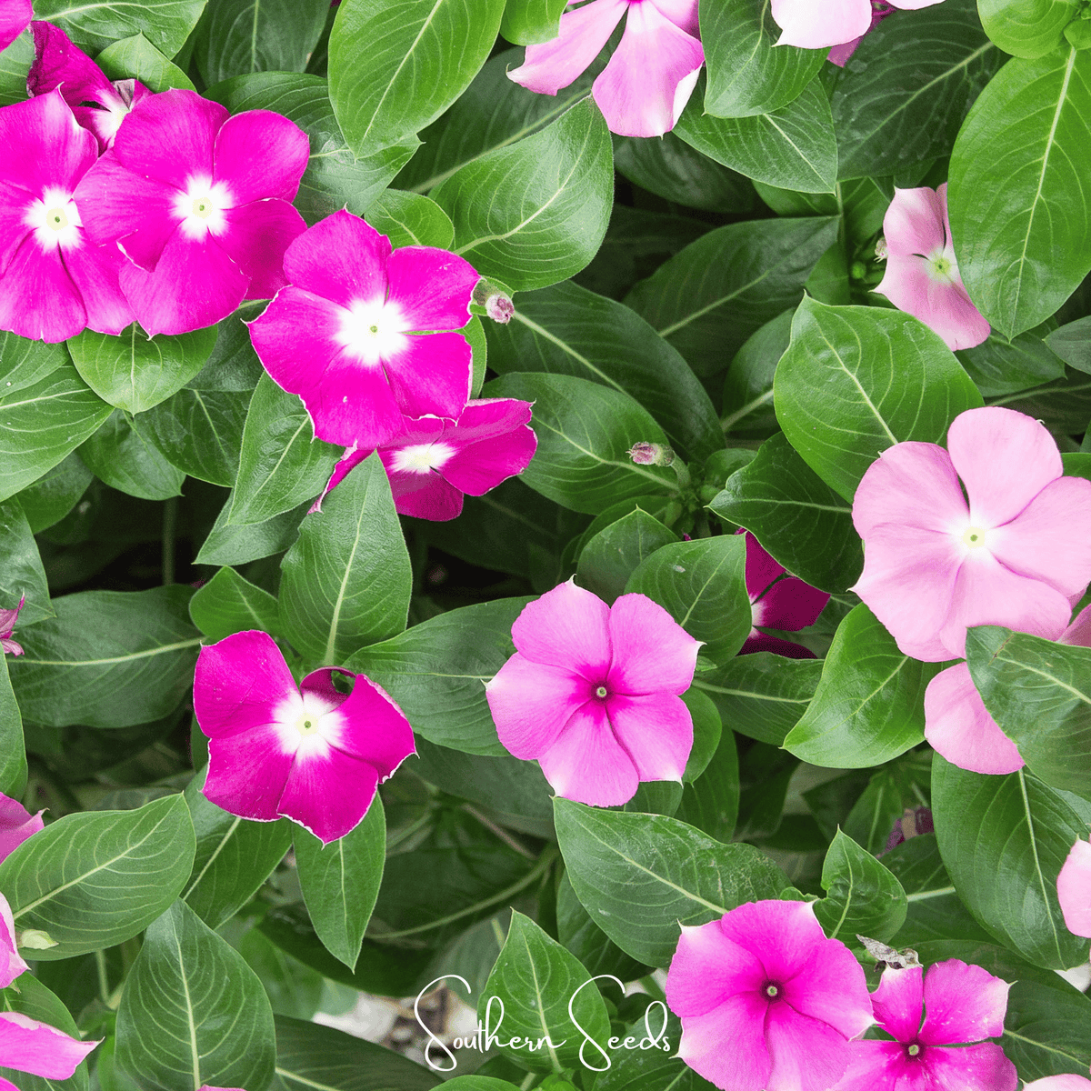 Mix Periwinkle– 100 Seeds