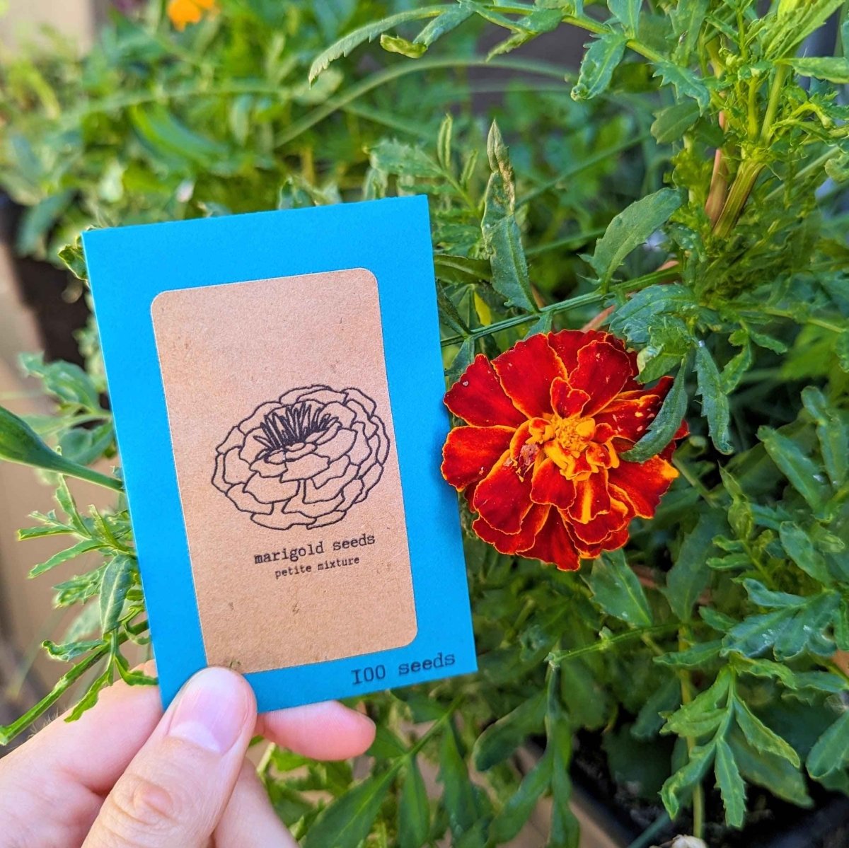 Petite Marigold Seeds