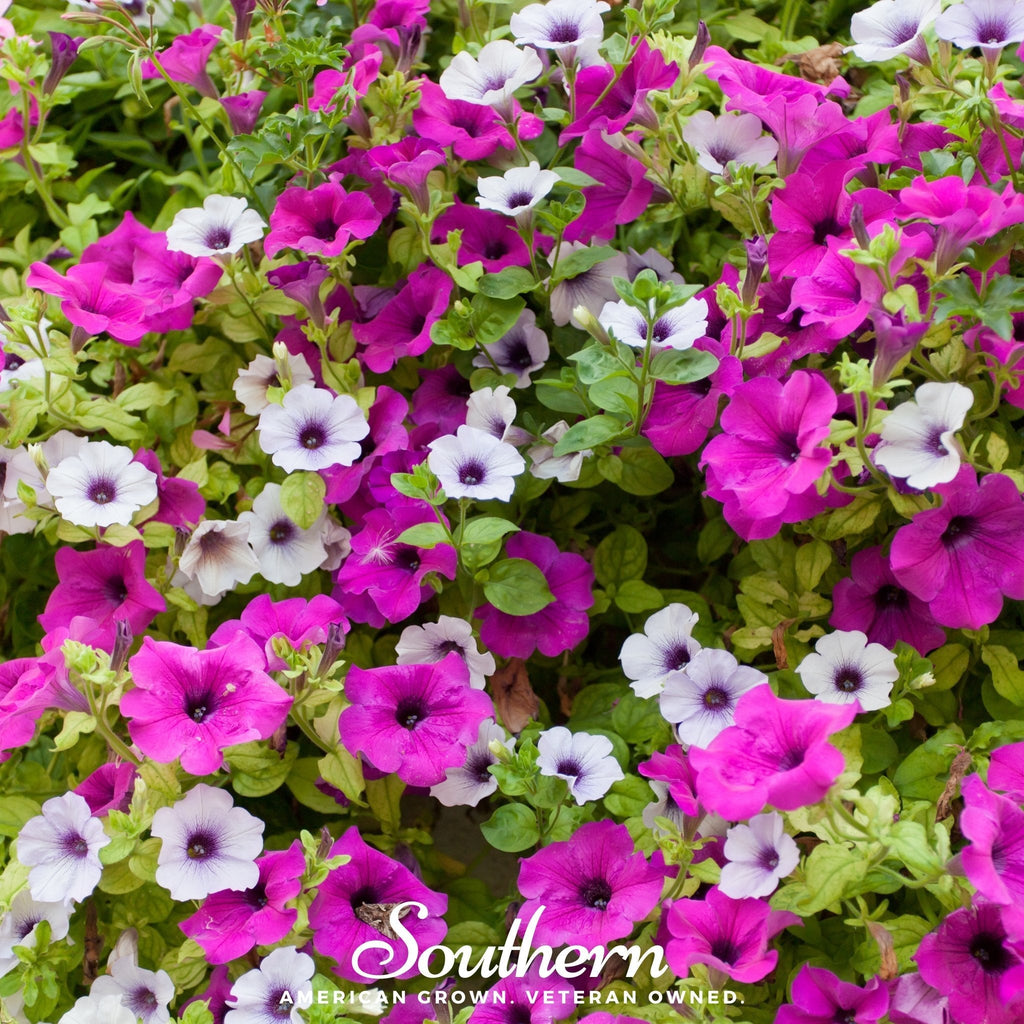 Dwarf Petunia Mix – 250 Seeds