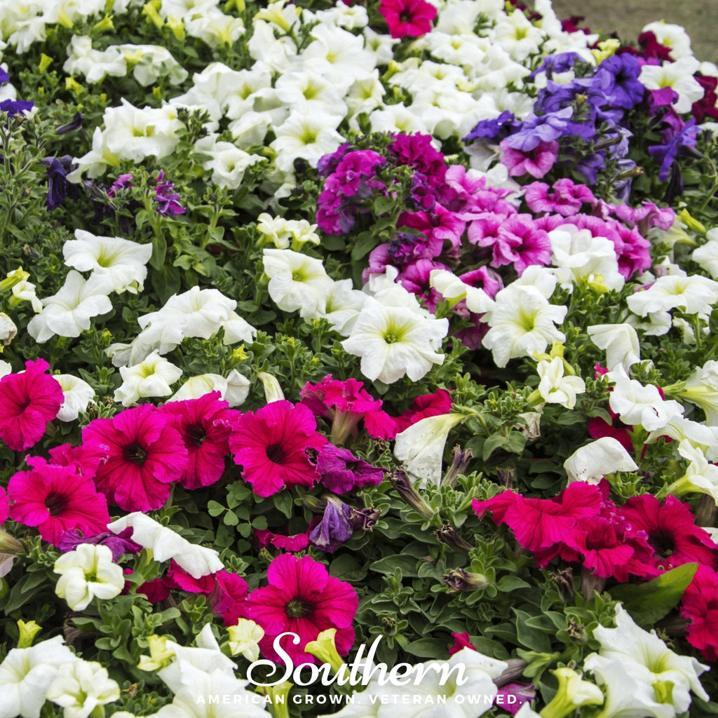 Dwarf Petunia Mix – 250 Seeds