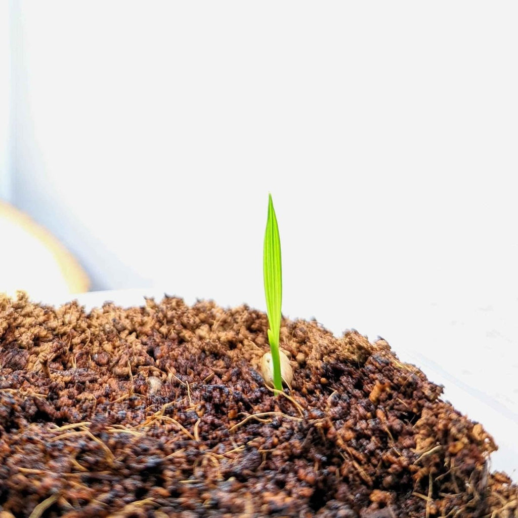 Phoenix Robelenii 'Pygmy Date Palm' Seeds