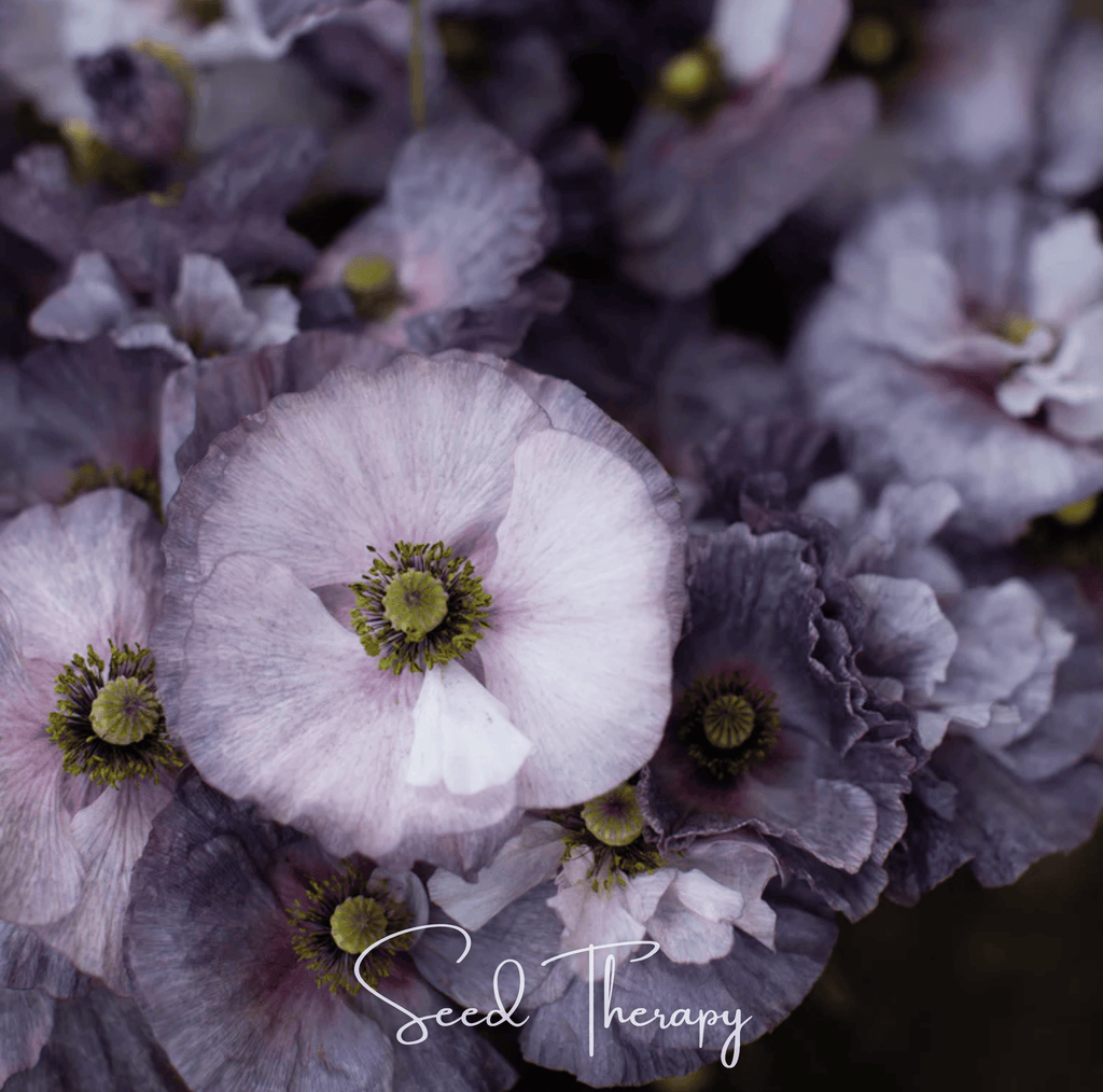 Amazing Grey Poppy – 25 Seeds