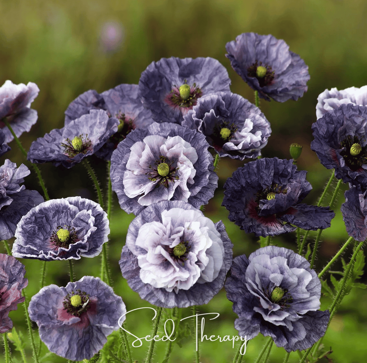 Amazing Grey Poppy – 25 Seeds