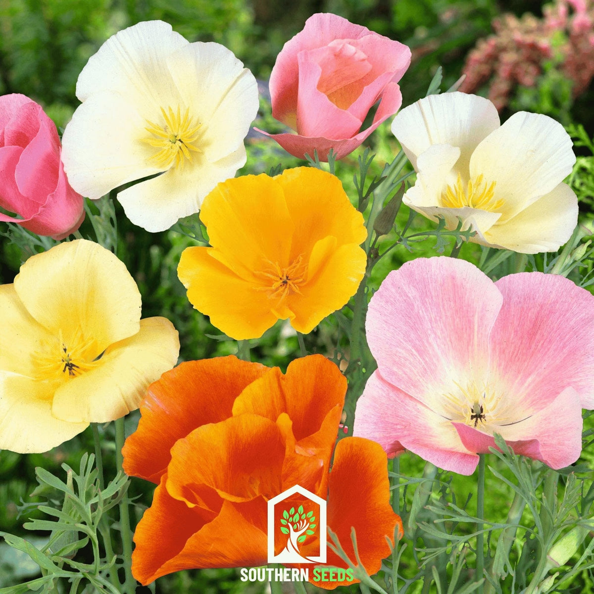 California Poppy Mix – 200 Seeds