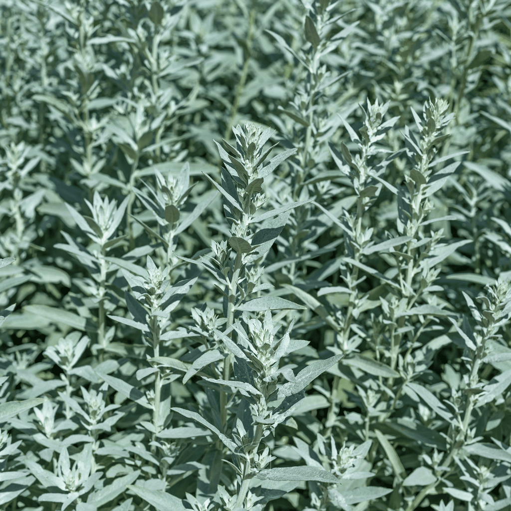 Prairie Sage – 100 Seeds