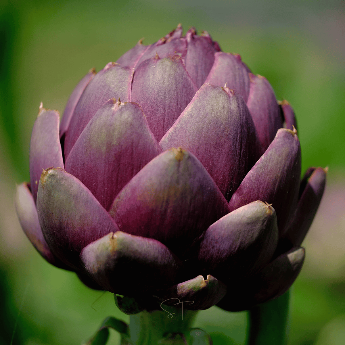 Purple Romagna Artichoke – 25 Seeds