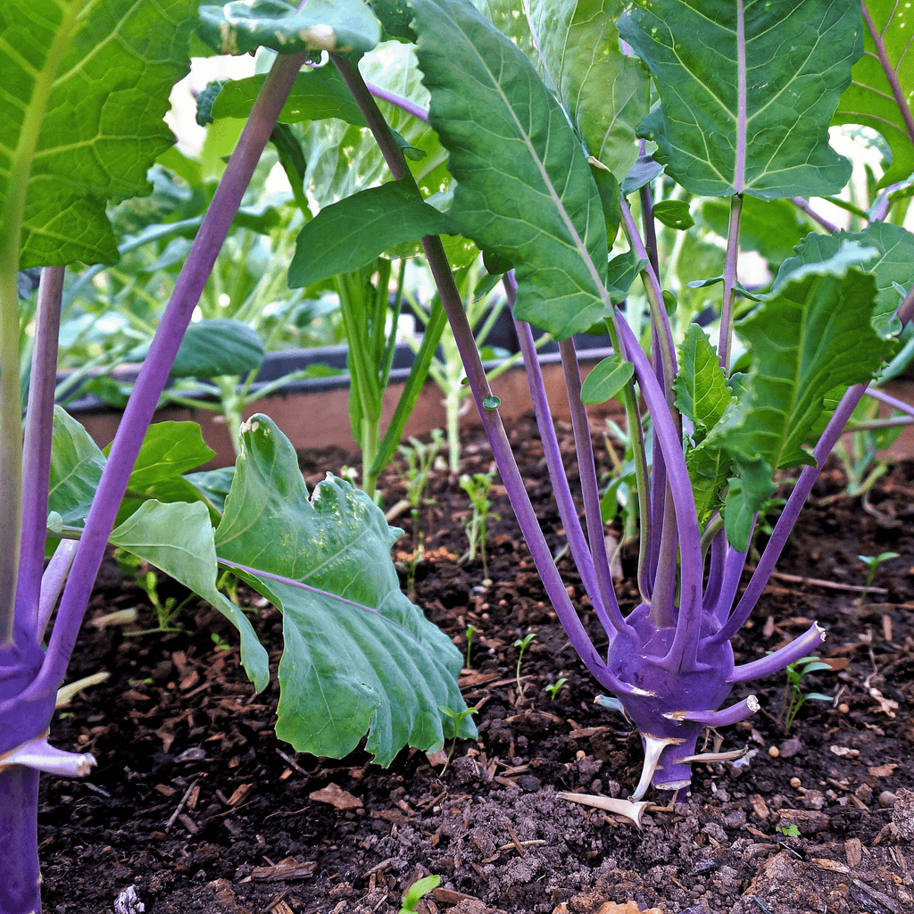 Purple Vienna Kohlrabi – 100 Seeds