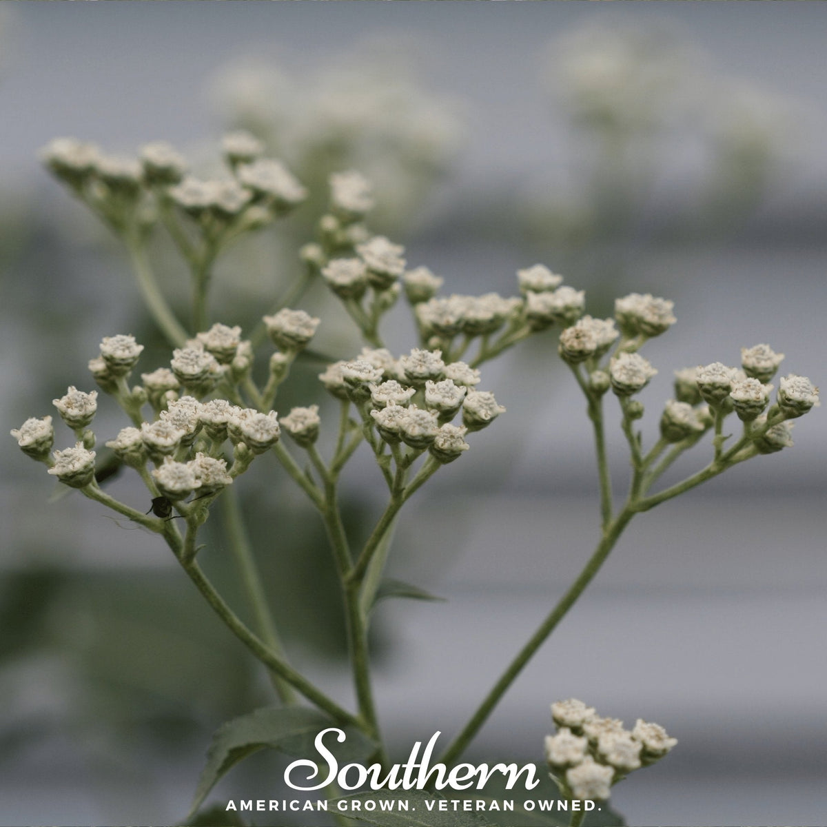 Wild Quinine – 50 Seeds