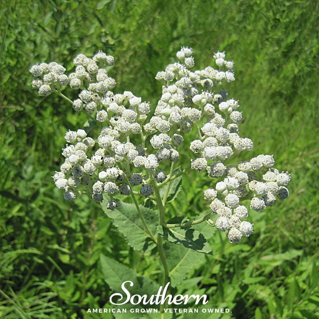 Wild Quinine – 50 Seeds