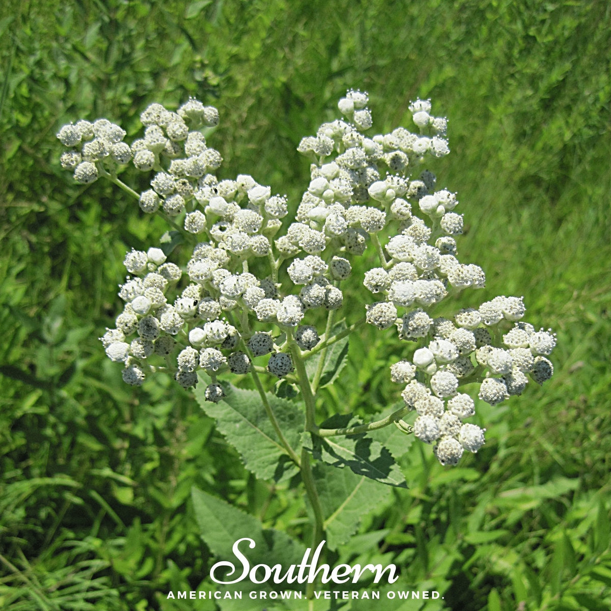 Wild Quinine – 50 Seeds