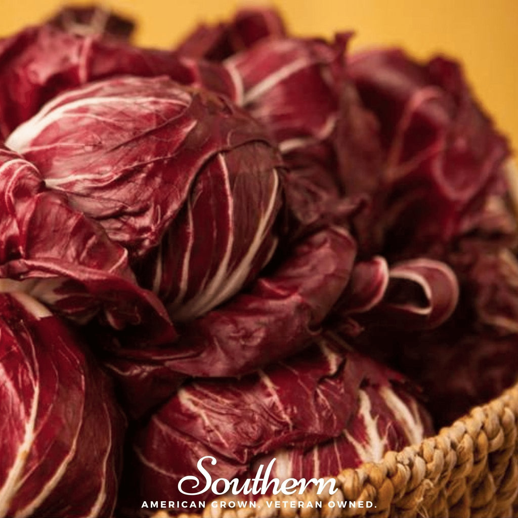 Palla Rossa Radicchio – 100 Seeds