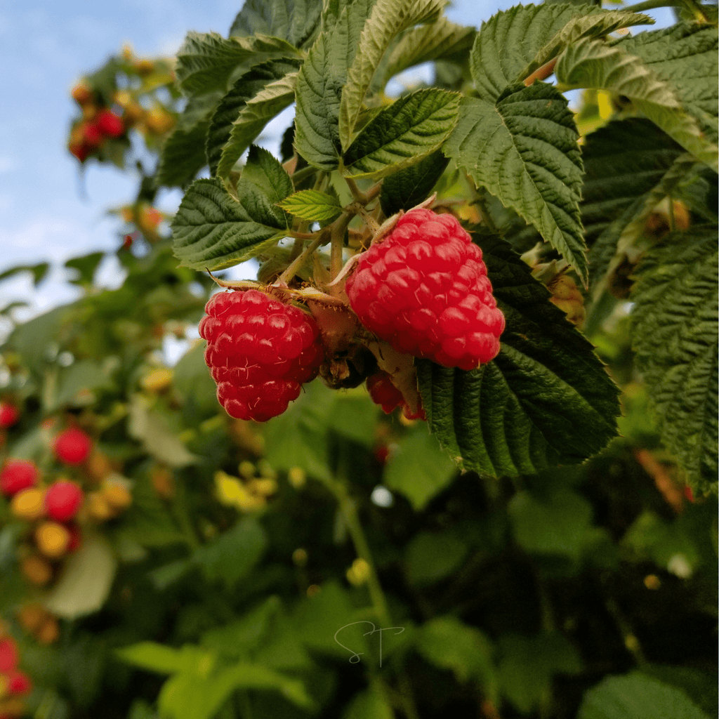 Red European Raspberry – 30 Seeds