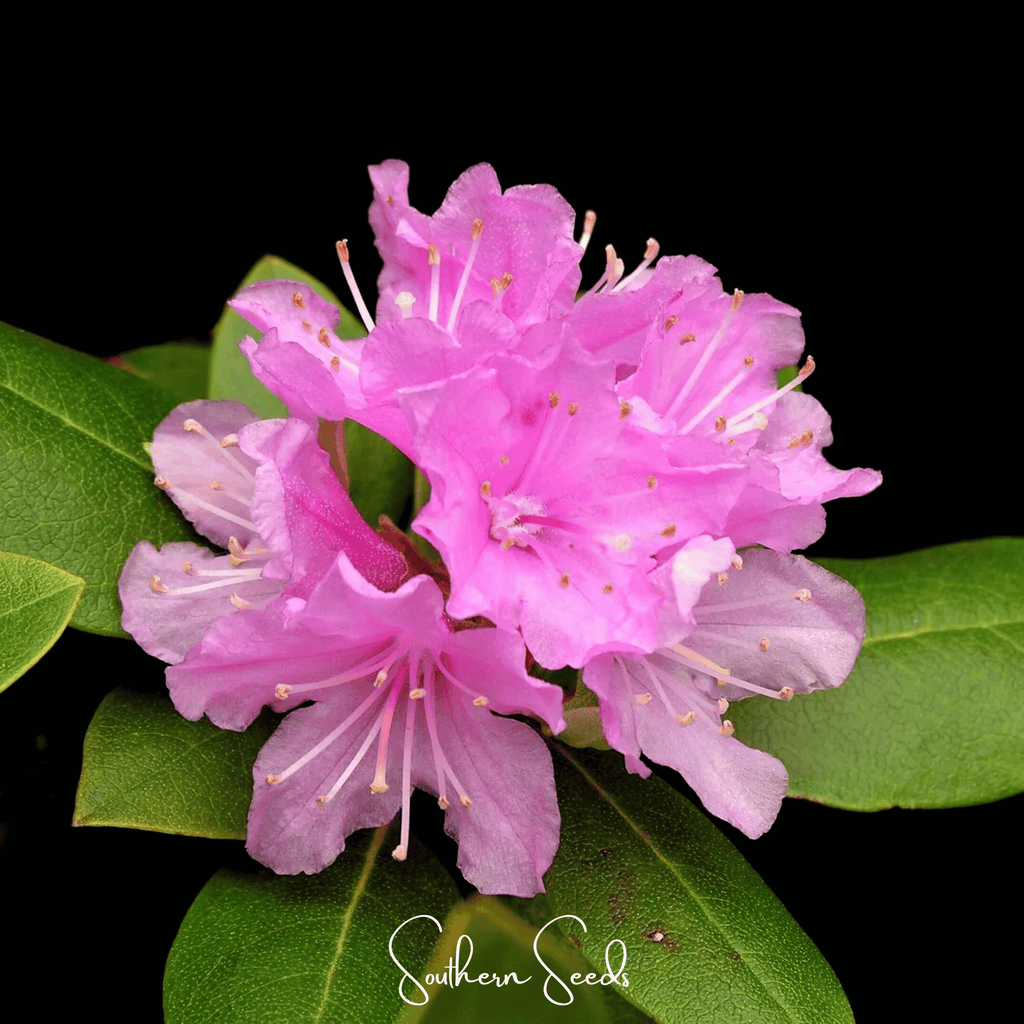 Carolina Azalea Rhododendron – 100 Seeds