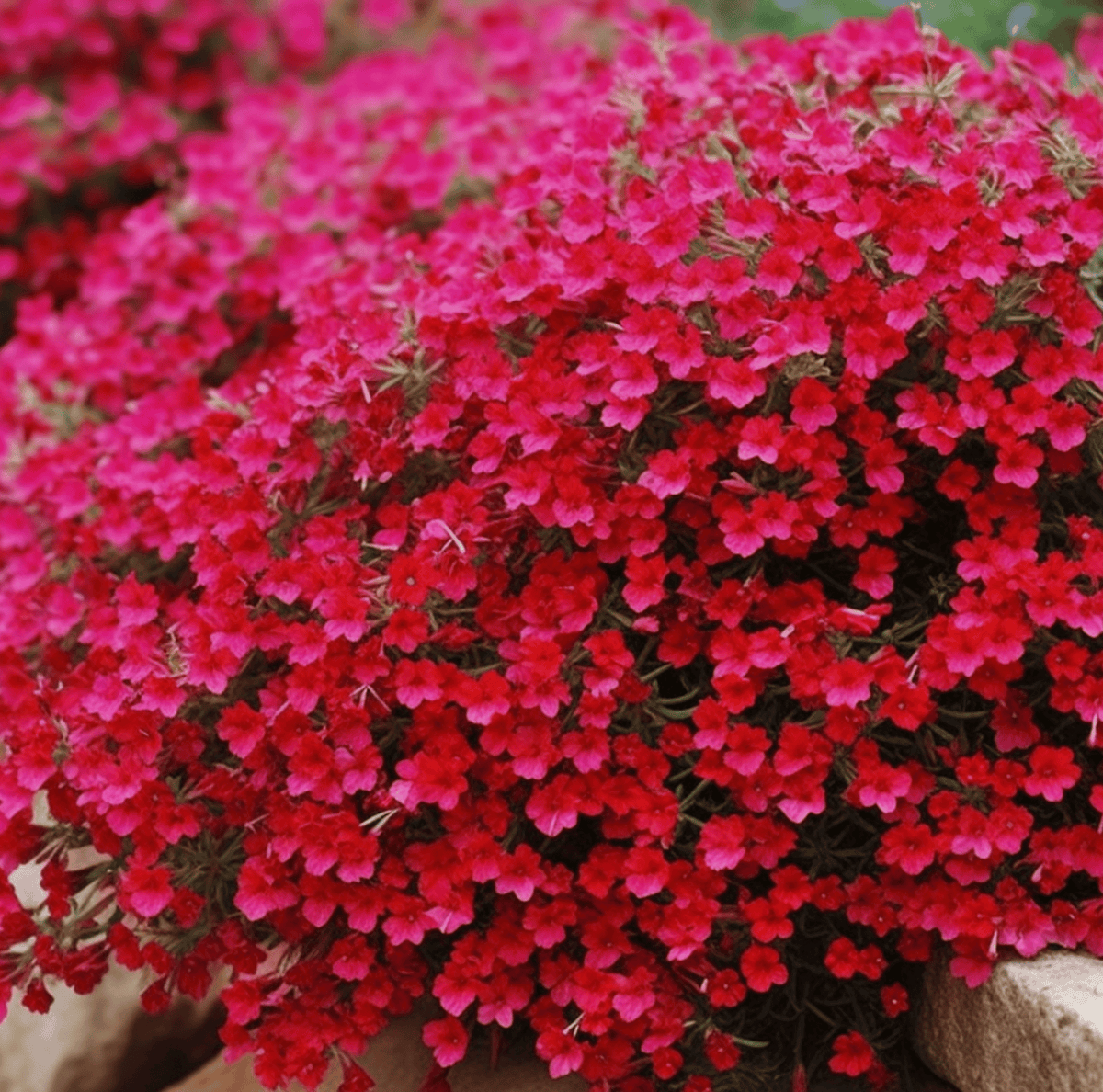 Cascade Red Rockcress – 50 Seeds