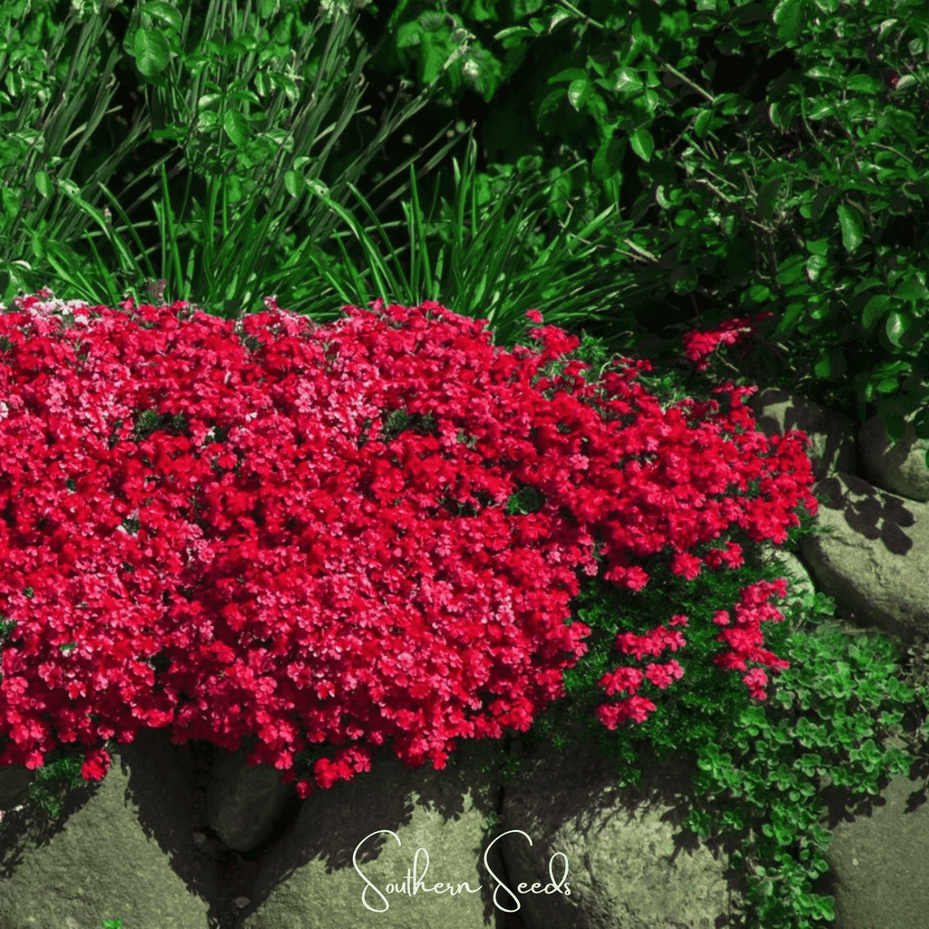 Cascade Red Rockcress – 50 Seeds