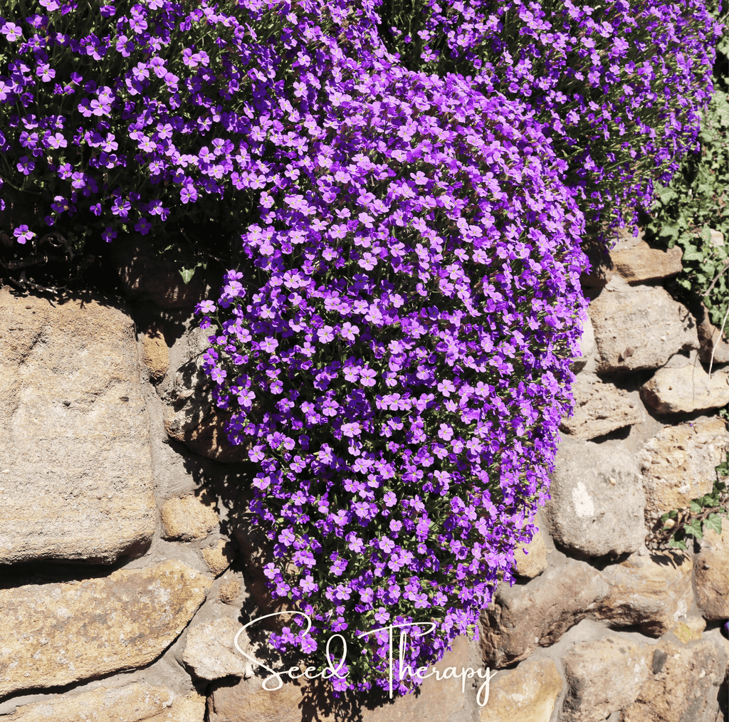 Purple Rockcress – 250 Seeds