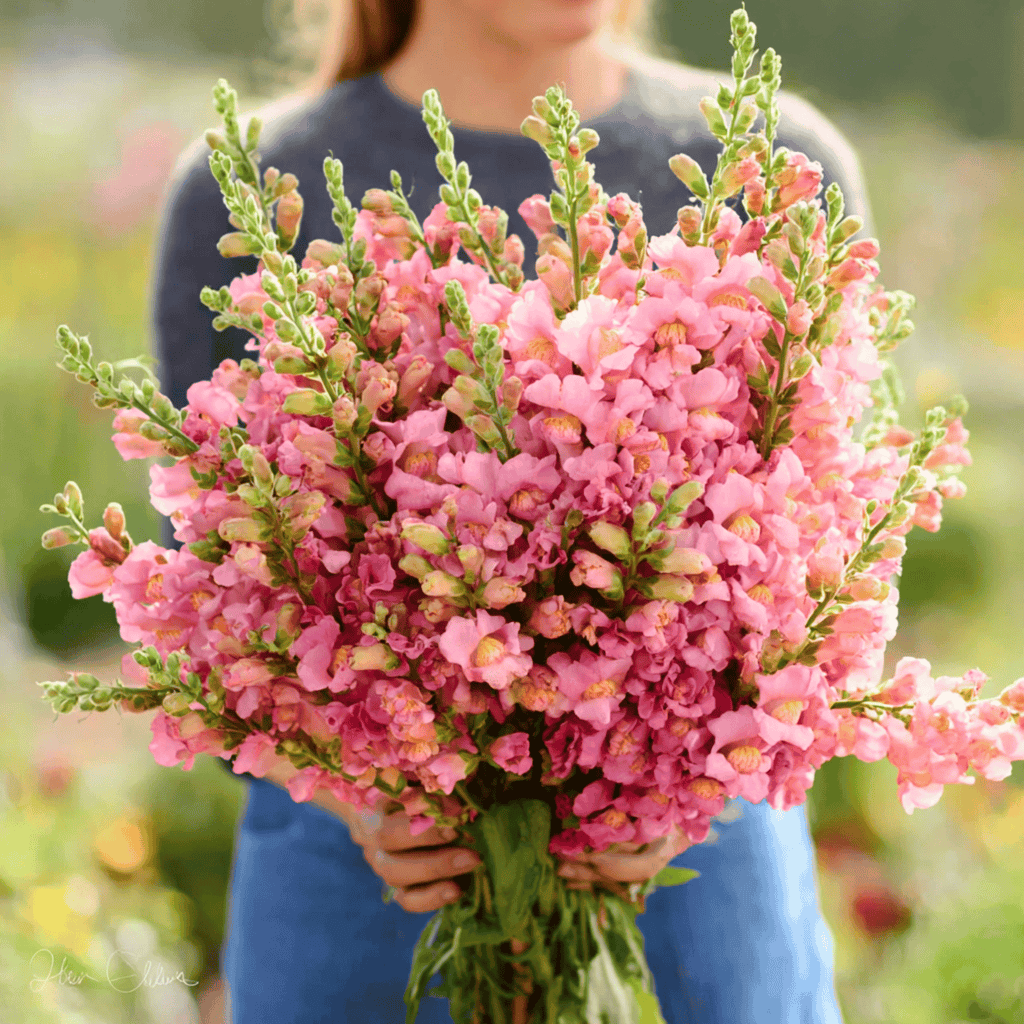 Rose Snapdragon – 200 Seeds