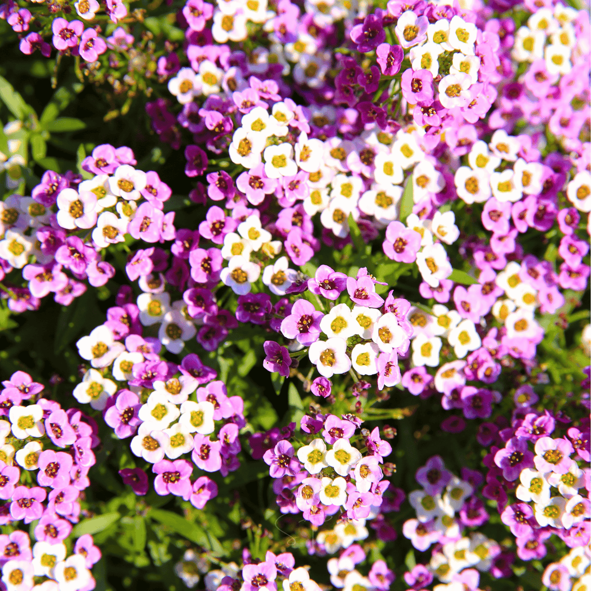 Royal Carpet Alyssum – 100 Seeds