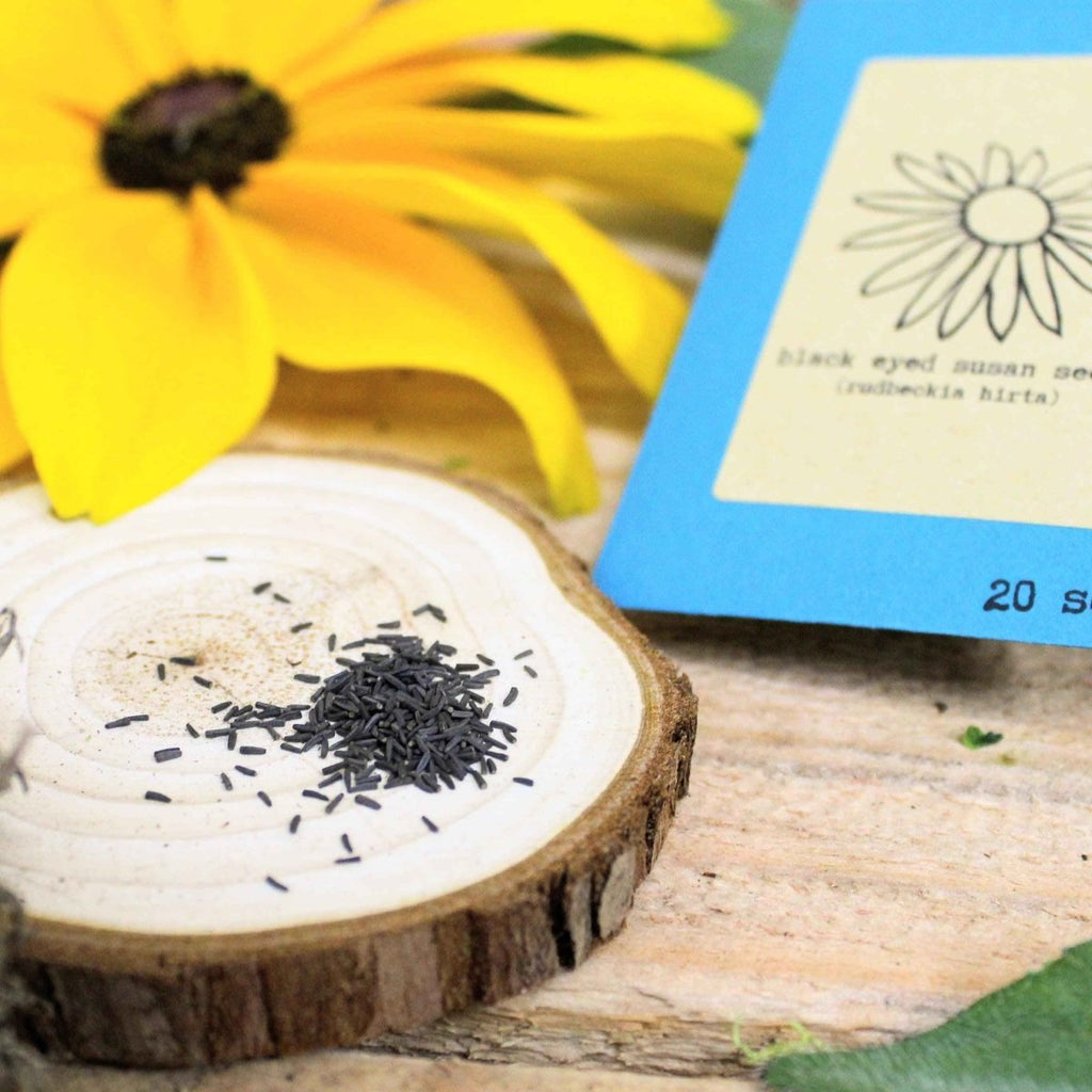 Rudbeckia Hirta "Black Eyed Susan" Seeds