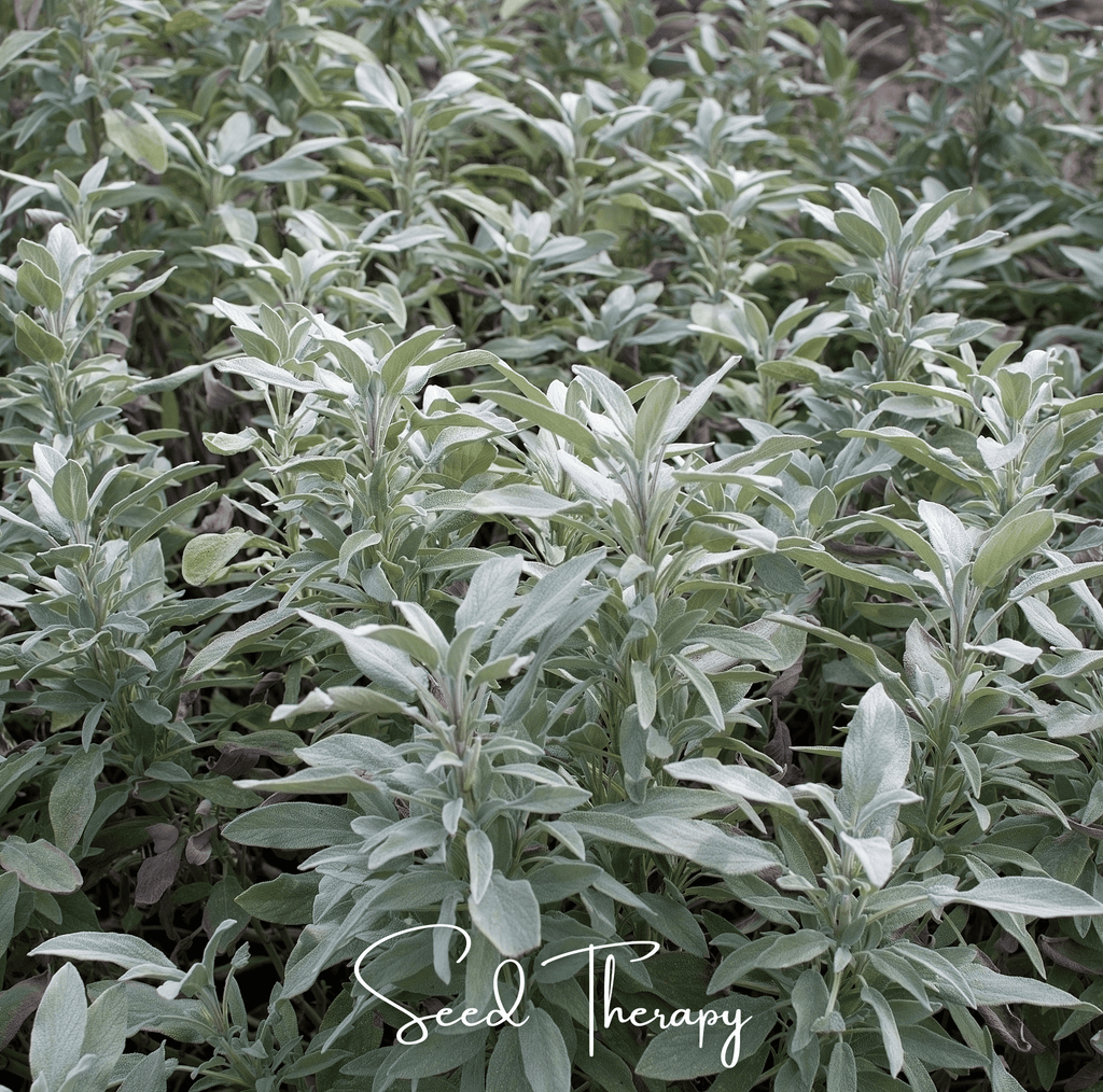 White Sage – 50 Seeds