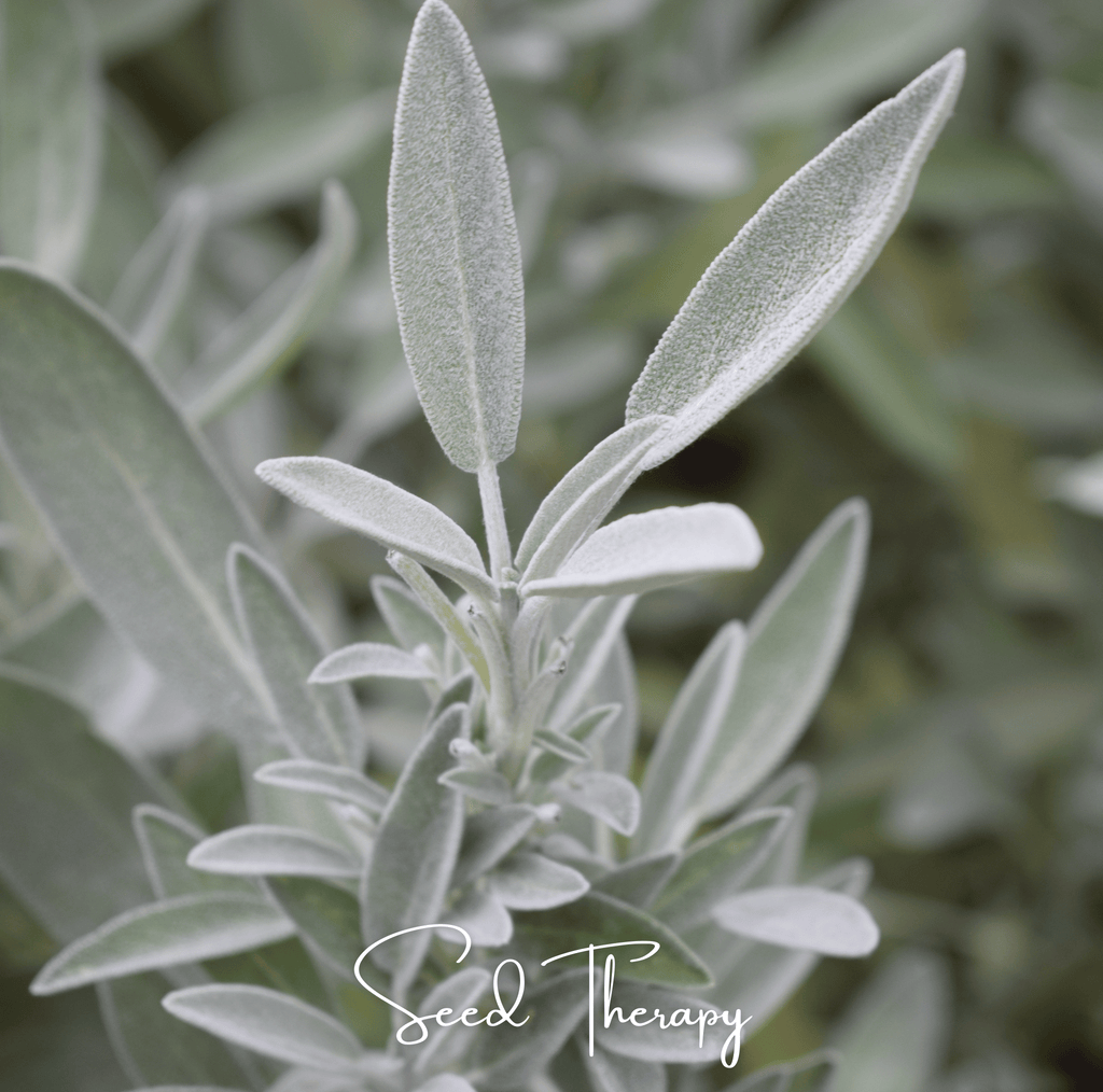 White Sage – 50 Seeds