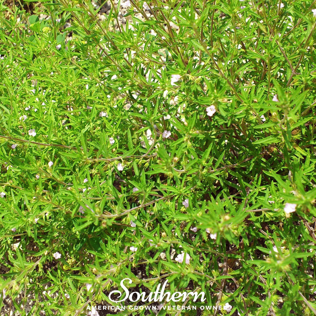Summer Savory – 100 Seeds