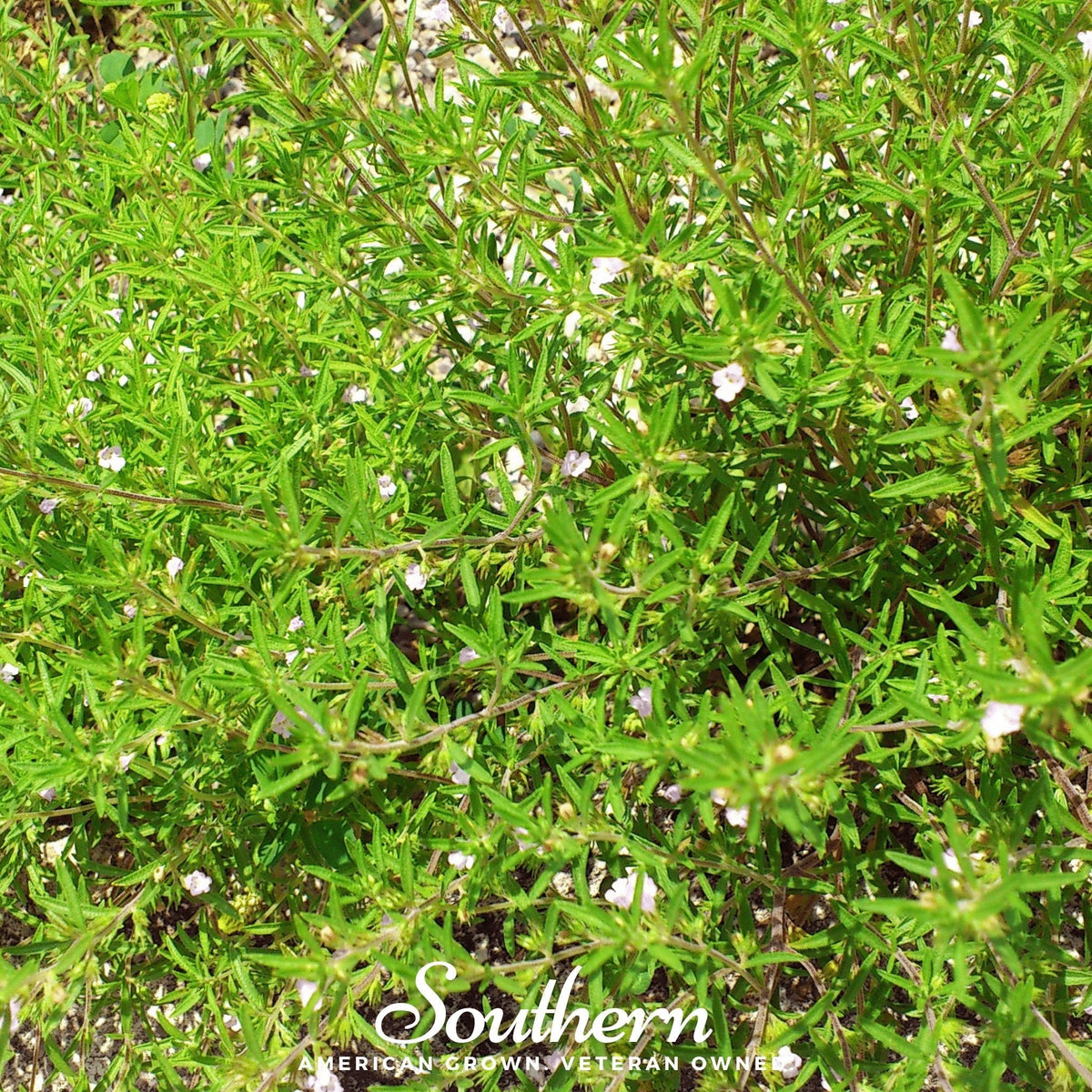 Summer Savory – 100 Seeds
