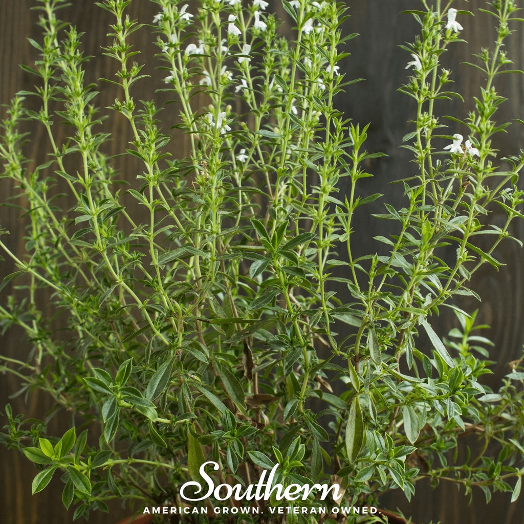 Summer Savory – 100 Seeds