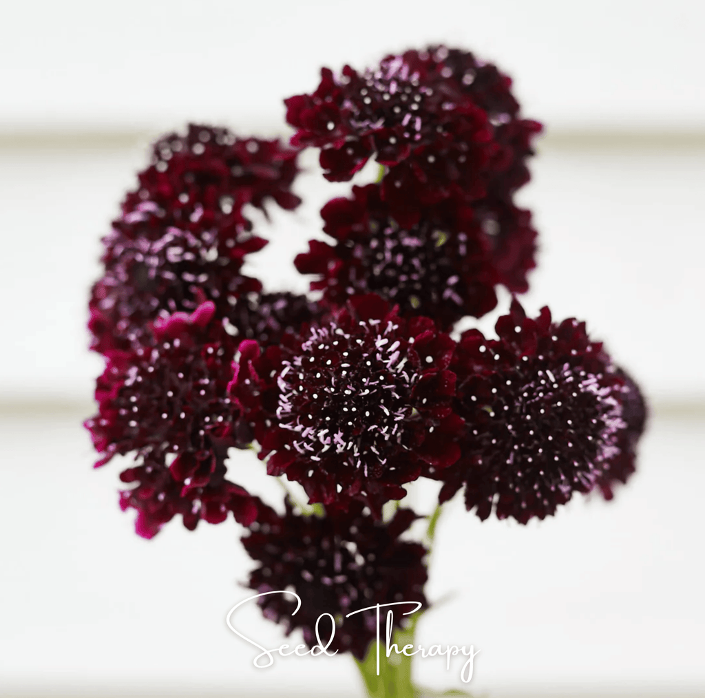 Black Knight Scabiosa – 30 Seeds