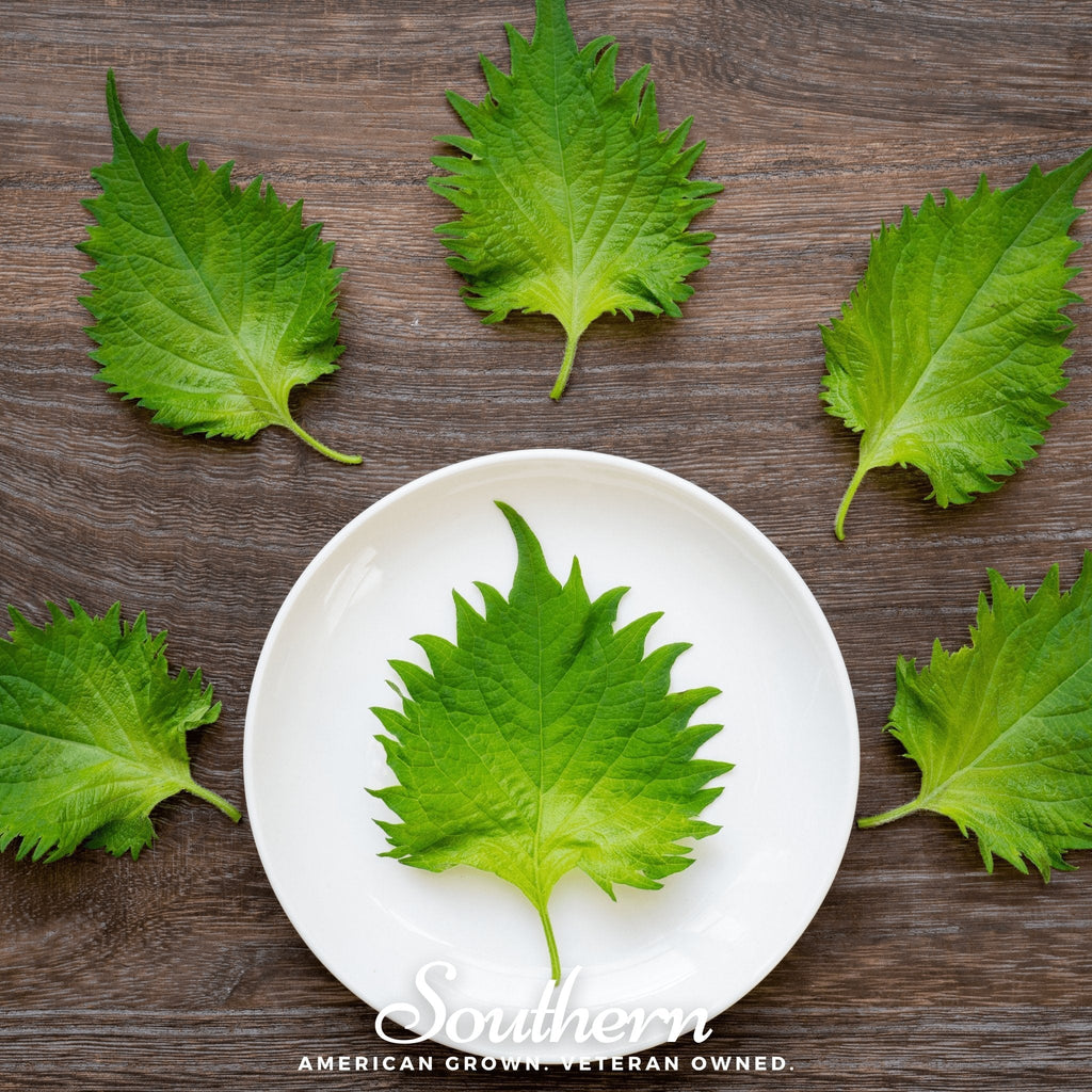 Green Shiso – 200 Seeds