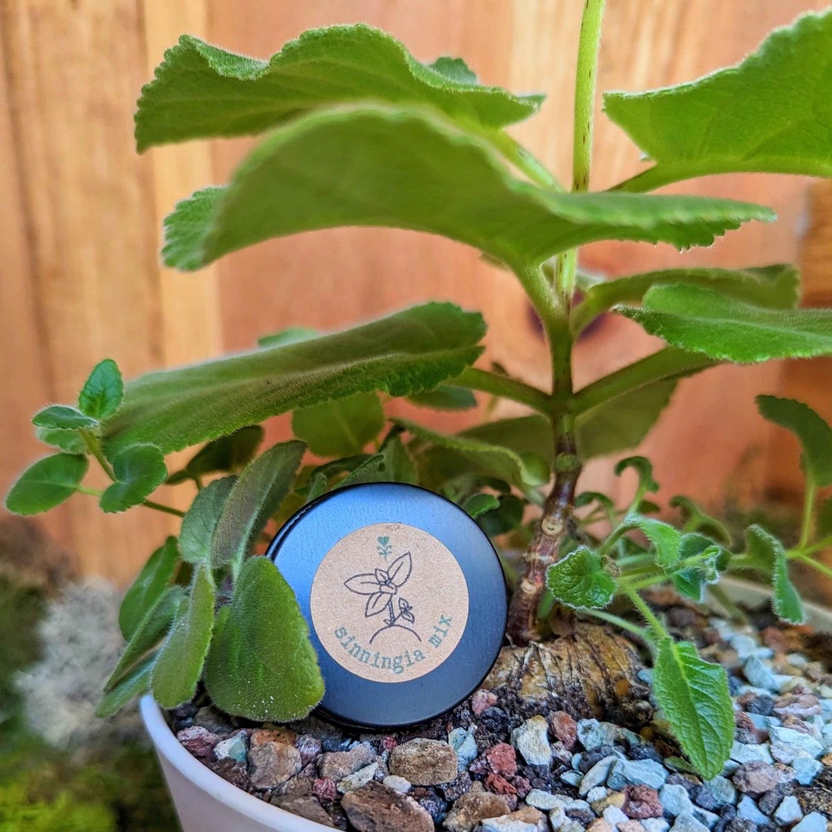 Sinningia Mix "Gloxinia" Seeds