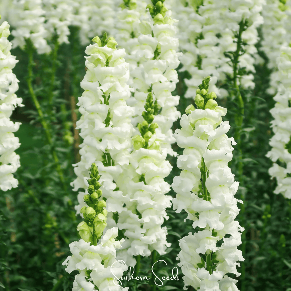 Snowflake Snapdragon (Antirrhinum majus) – 200 Seeds