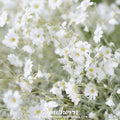 Snow in Summer Chickweed – 100 Seeds