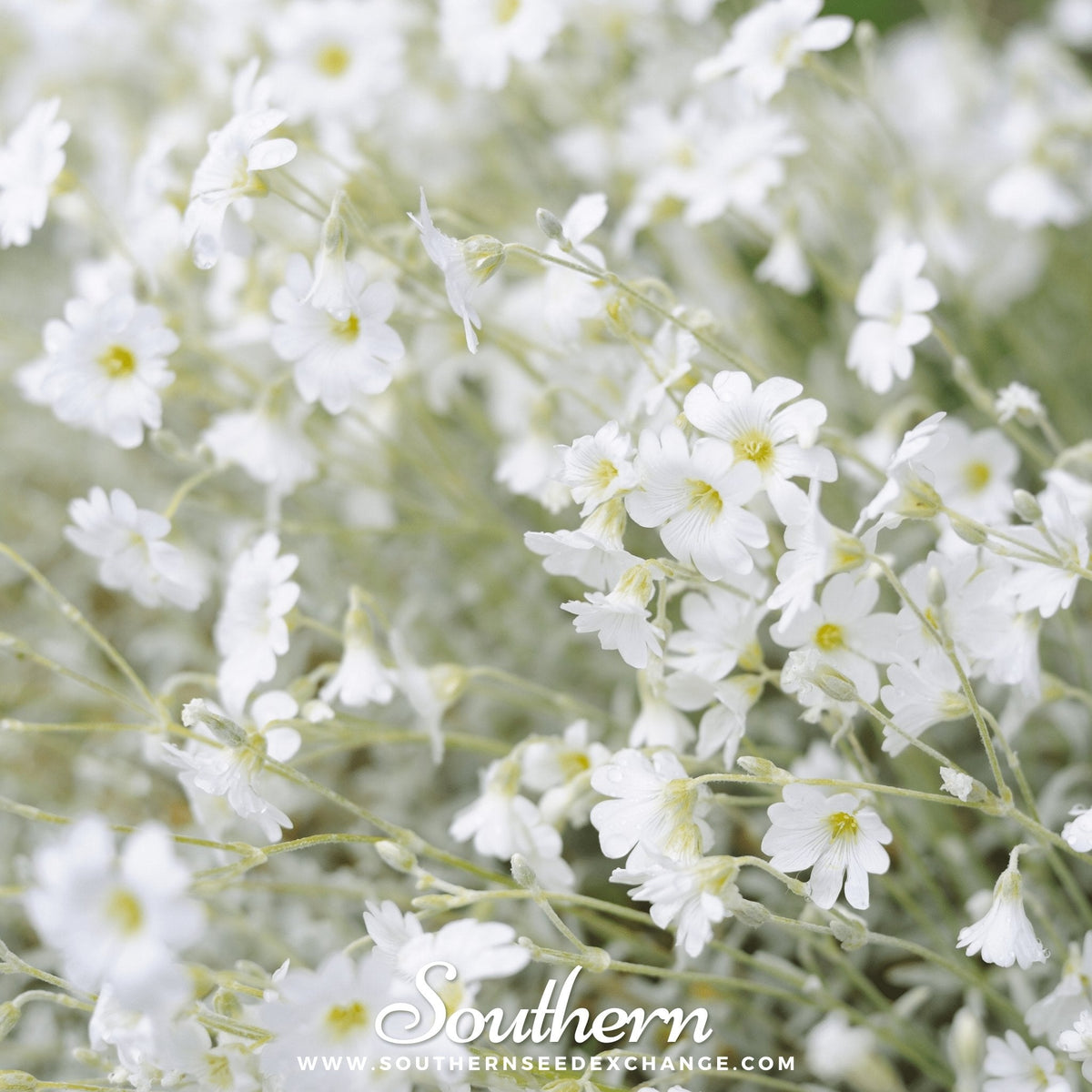 Snow in Summer Chickweed – 100 Seeds