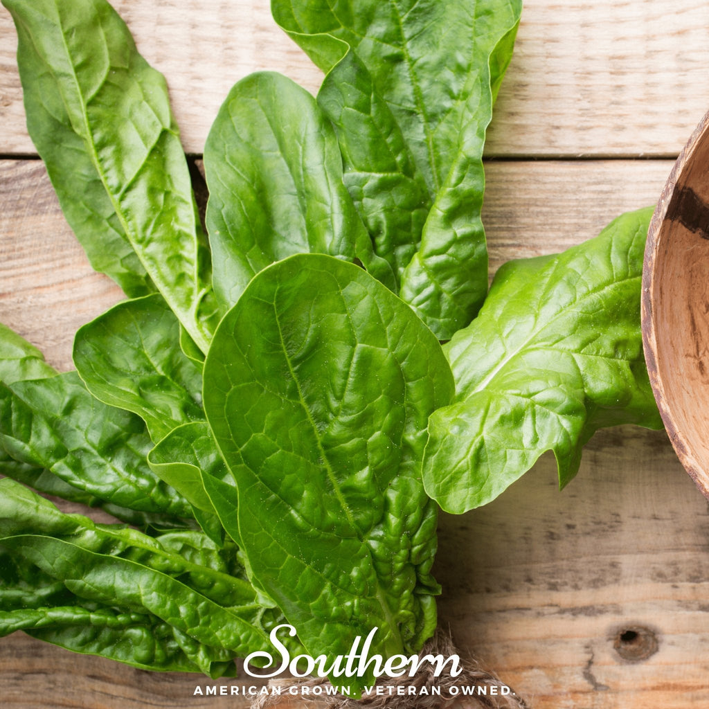 Giant Noble Spinach – 150 Seeds