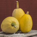 Spaghetti Winter Squash – 20 Seeds