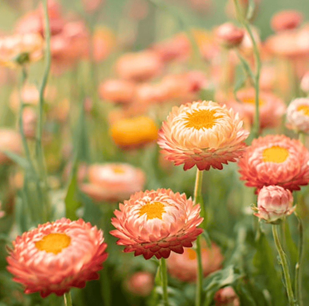 Apricot Peach Strawflower – 25 Seeds