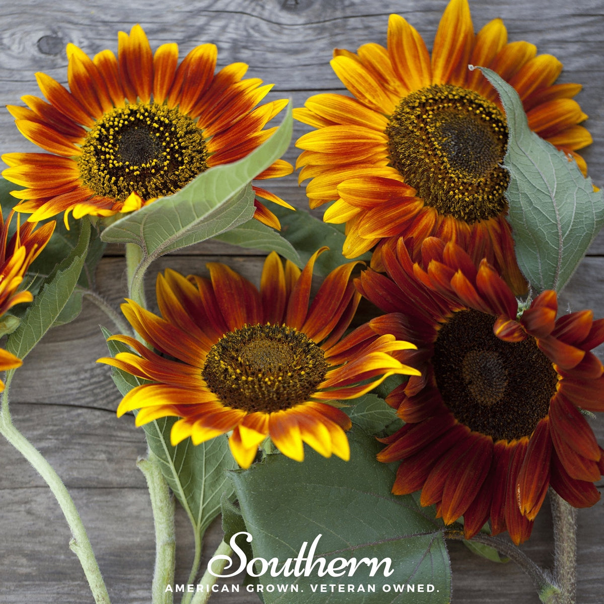 Autumn Beauty Sunflower – 25 Seeds