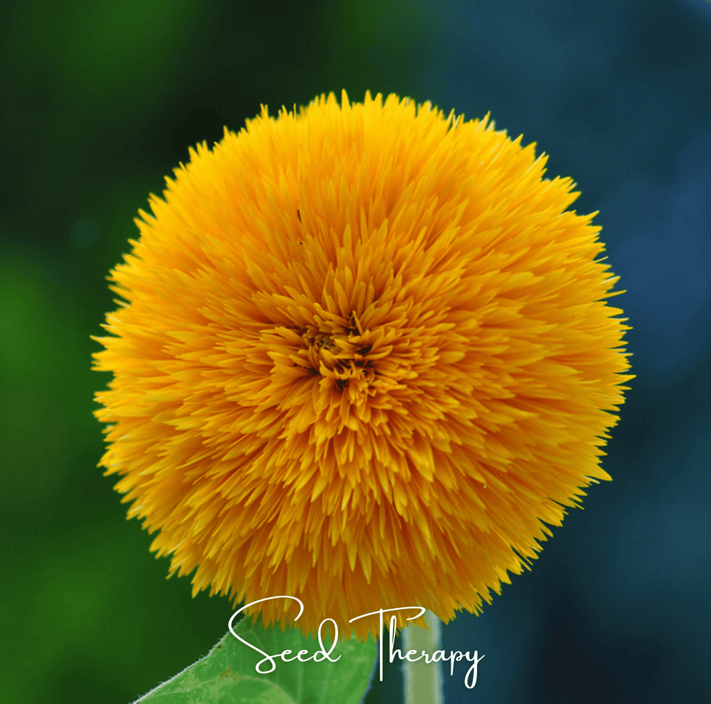 Giant Sungold Sunflower – 25 Seeds