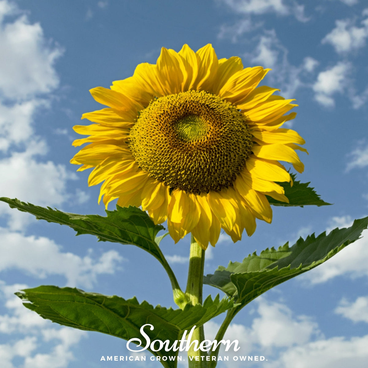 Skyscraper Sunflower – 25 Seeds