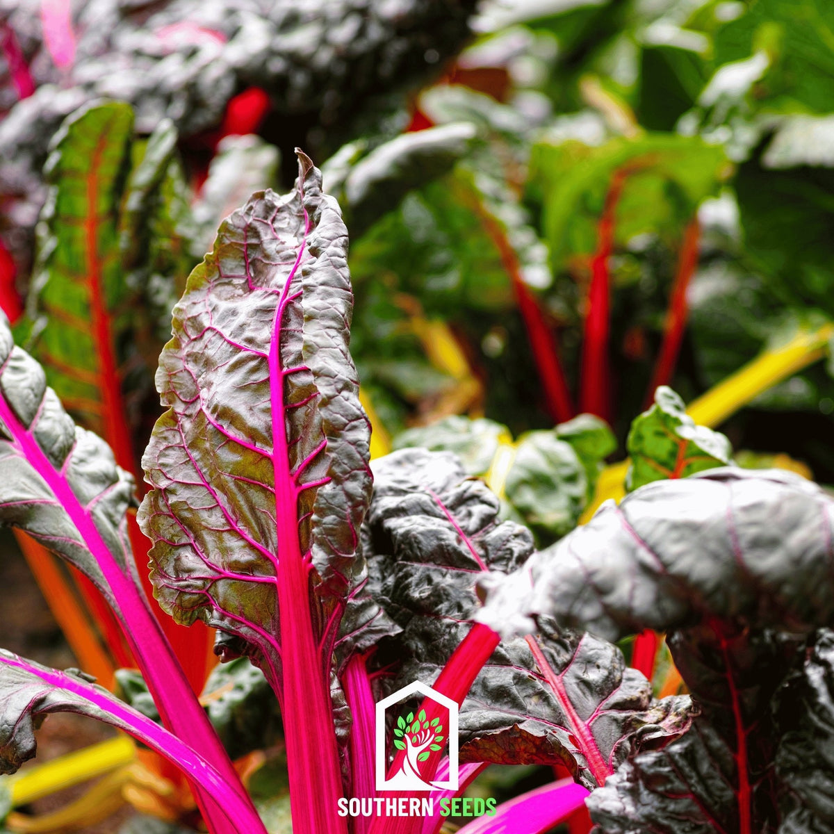 Rainbow Swiss Chard – 100 Seeds