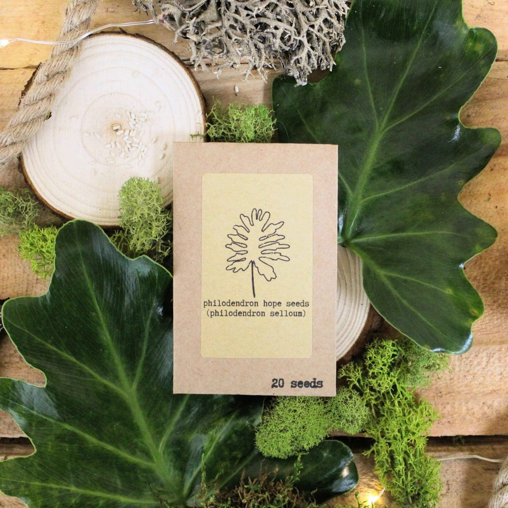 "The Popular Kids" Houseplant Seed Collection