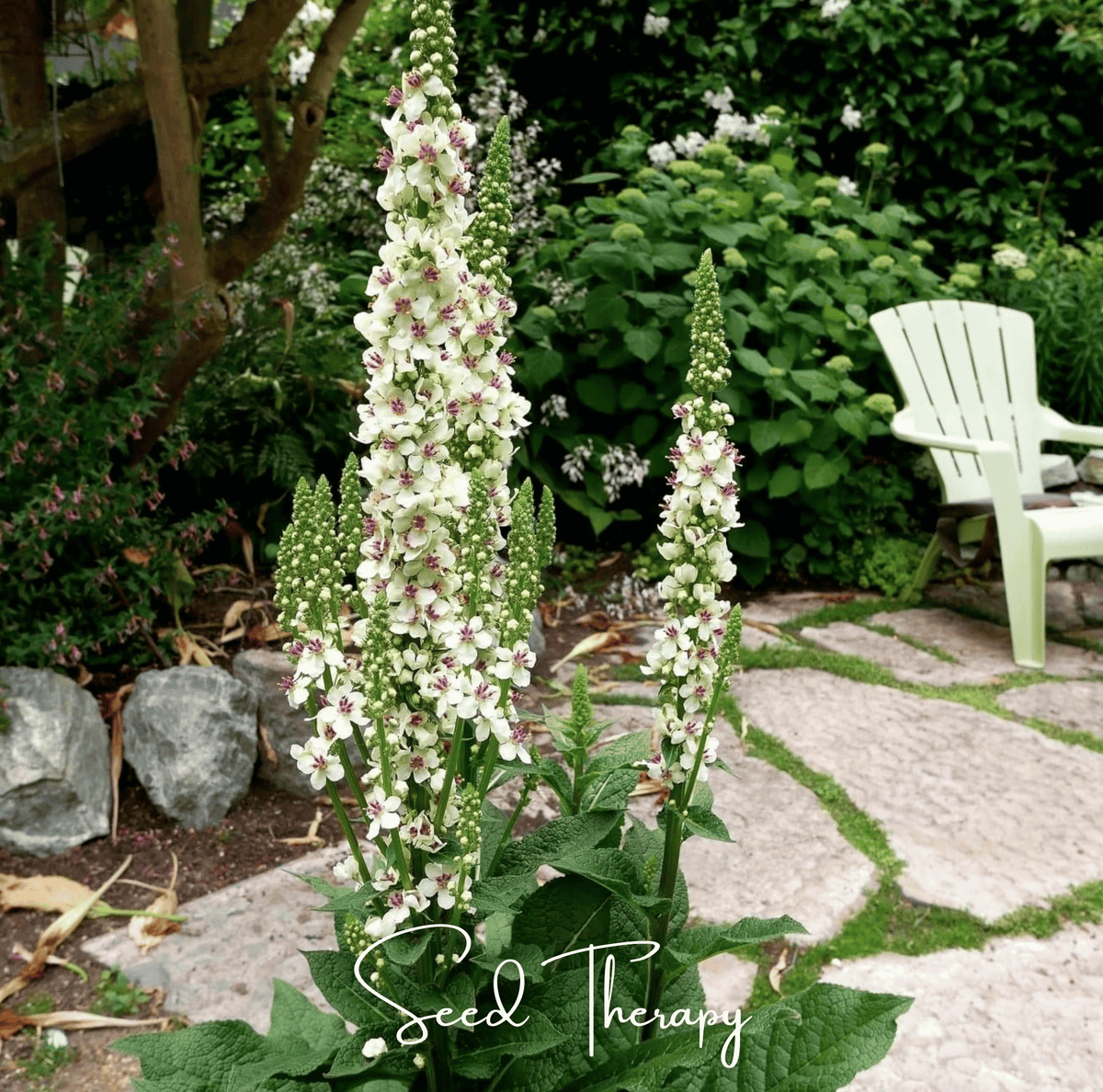 Wedding Candles Verbascum – 50 Seeds