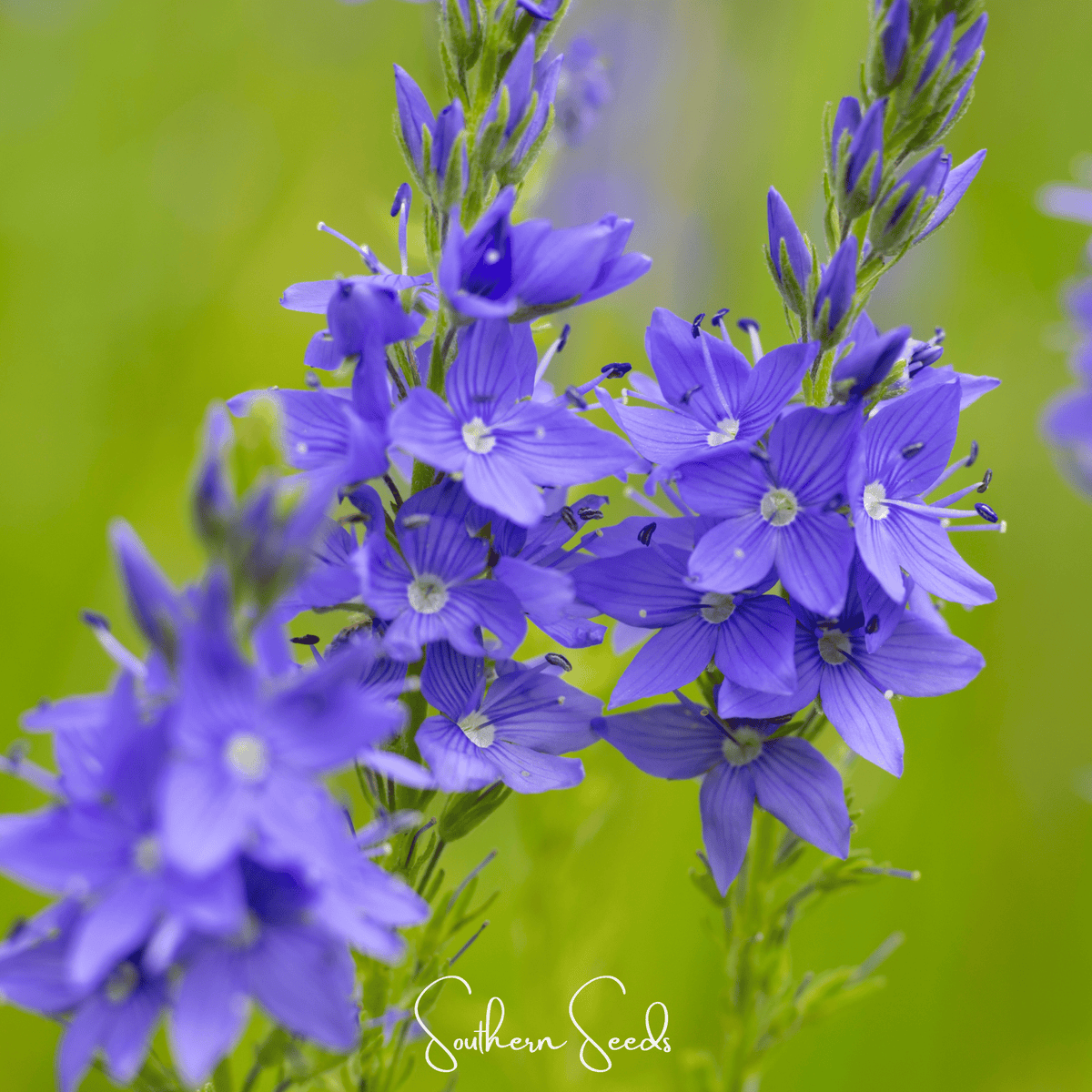 Royal Blue Veronica Speedwell – 50 Seeds