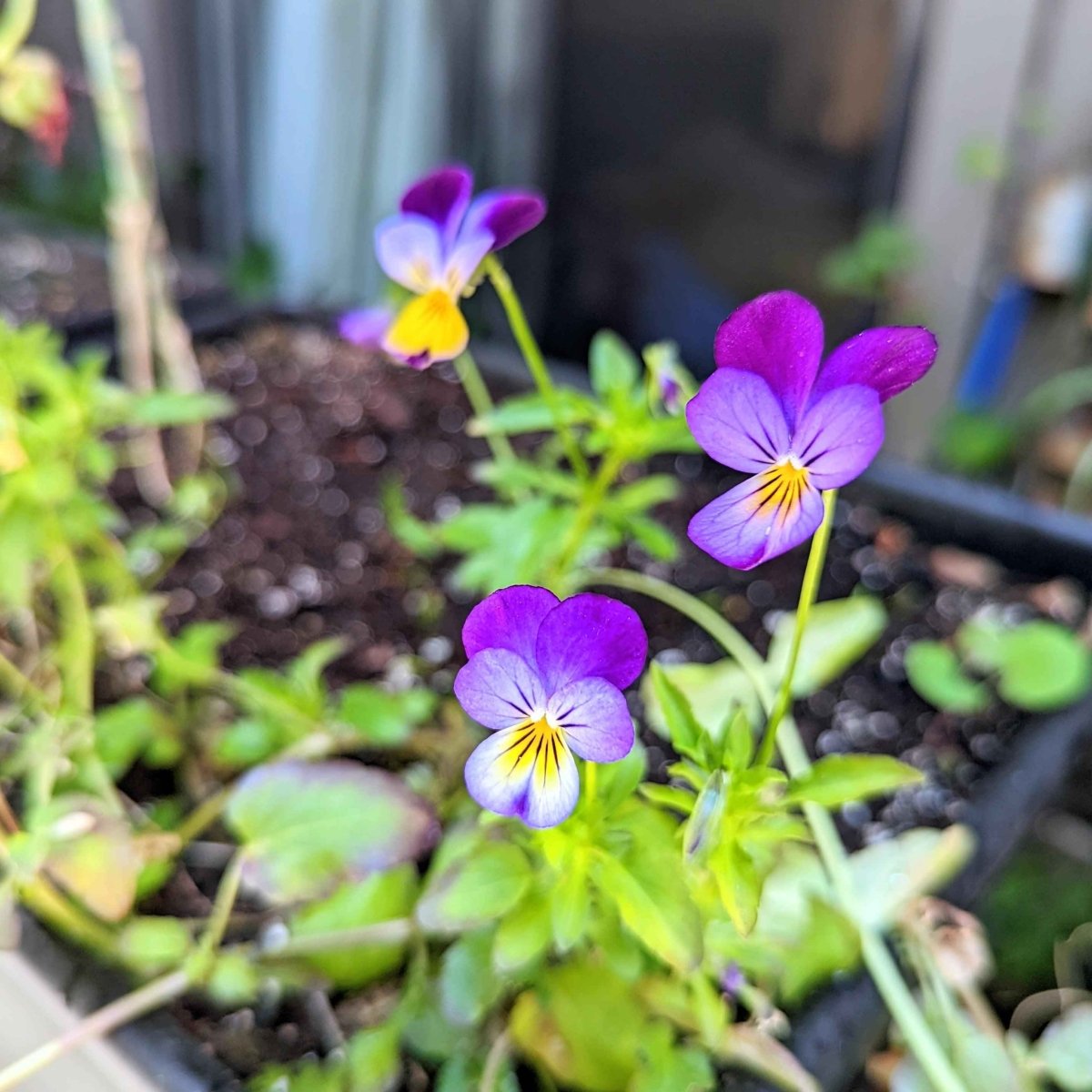 Viola Johnny Jump-Up Seeds